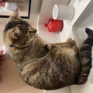 Image of Timmy, Lost Cat