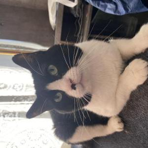 Image of Mochi, Lost Cat