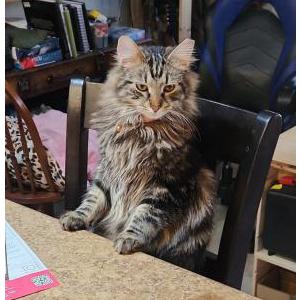 Lost Cat Bear