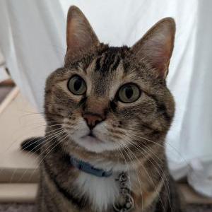 Lost Cat Emerald