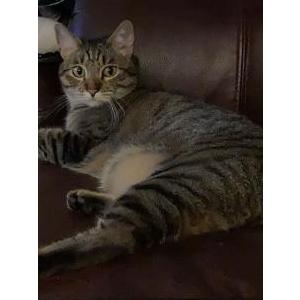 Image of Boy, Lost Cat