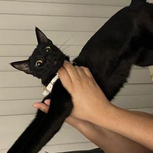Image of Haven, Lost Cat