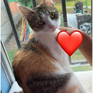 Image of Journee, Lost Cat