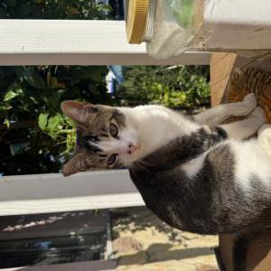 Image of Charlie, Lost Cat