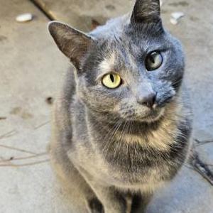 Image of Cybil, Lost Cat
