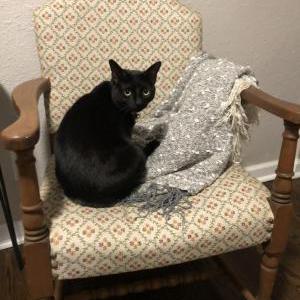 Lost Cat Harriet