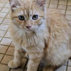 Lost Cat Harper