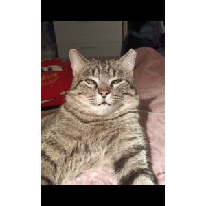 Image of Mario, Lost Cat