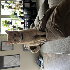 Lost Cat OJ