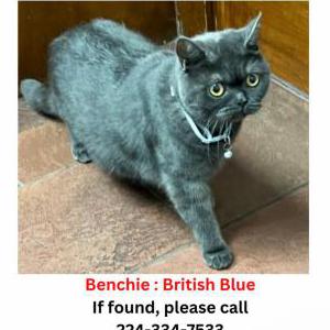 Lost Cat Benchie