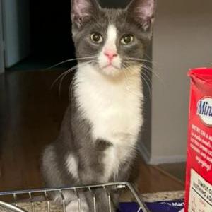 Lost Cat Sunny