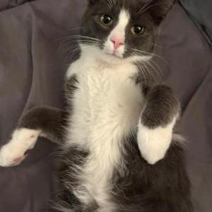 2nd Image of Sunny, Lost Cat