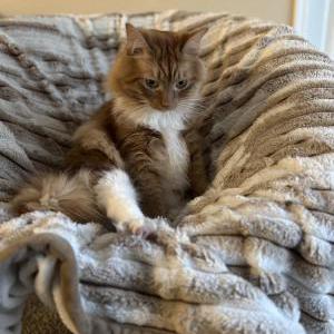 Lost Cat Ryder