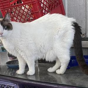 Lost Cat Chase