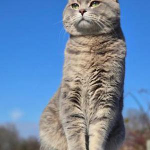 Lost Cat Caesar