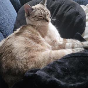 Lost Cat Kilo