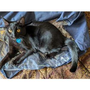 Image of Cosmos, Lost Cat