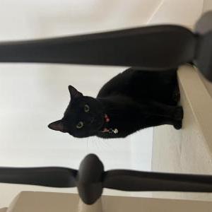 Image of Eve, Lost Cat
