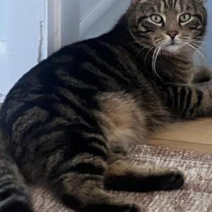 Lost Cat Sasha