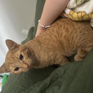 Lost Cat Cheese