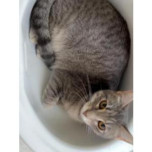 Lost Cat Willow