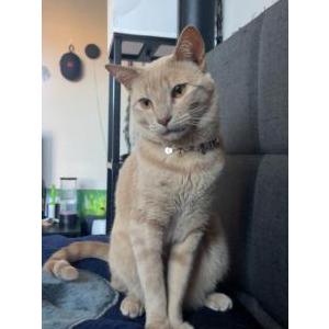 Image of Saint, Lost Cat