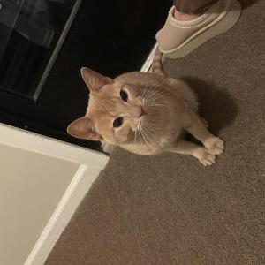 Image of Unkown, Found Cat