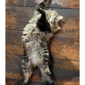 Image of Adonis, Lost Cat
