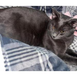 Lost Cat Dymok