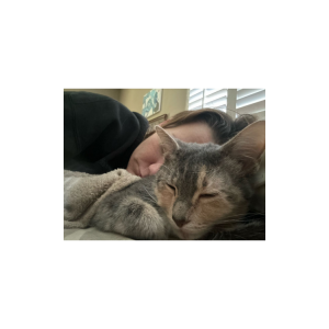 Lost Cat Meow Meow
