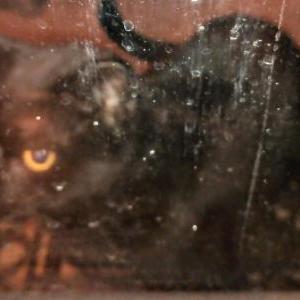 Lost Cat Pete