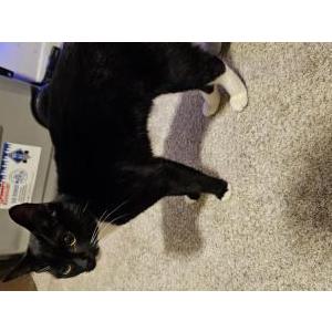 Found Cat Unknown