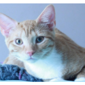 Lost Cat Ginger