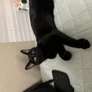 Lost Cat Everything