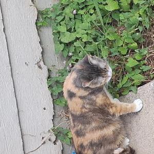 Lost Cat Sophie
