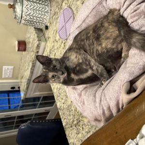 Image of Lucky, Lost Cat