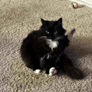 Lost Cat Honey