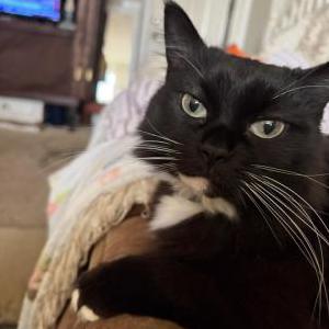 2nd Image of Honey, Lost Cat