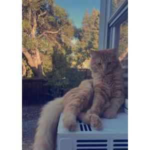 Lost Cat Jack Jack