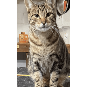 Lost Cat Bandit