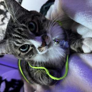 Image of Rupert, Lost Cat