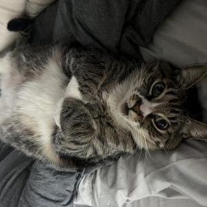 2nd Image of Rupert, Lost Cat