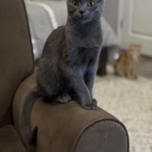 Lost Cat Milie