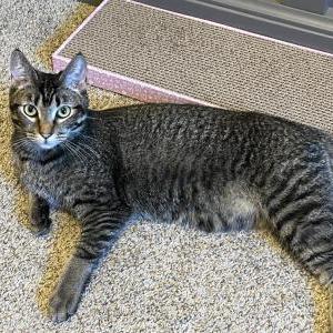 Lost Cat Karito