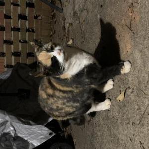 Found Cat unknown