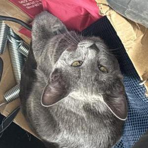 Image of Nora, Lost Cat