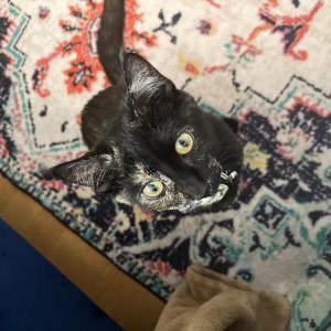 Lost Cat Jynx