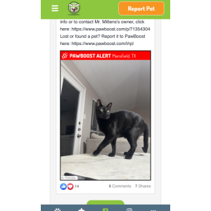 Image of Mr. Mittens, Lost Cat