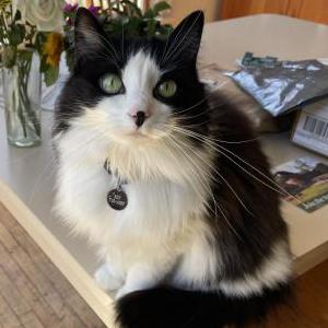 Lost Cat Lulu