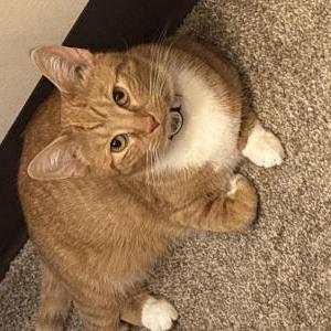 Lost Cat Sandy